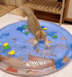 GatoSplash Tapete Sensorial para Gatos - Main Image